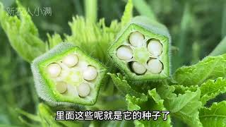 秋葵被称为“蔬菜之王”，原来价值那么大！很多人却不知道