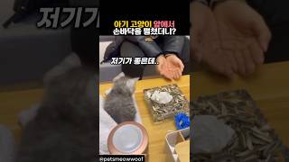 아기 고양이 앞에서 손바닥을 펼쳤더니? #동물 #고양이