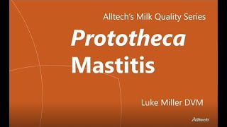 Alltech's Milk Quality Series: Prototheca Mastitis