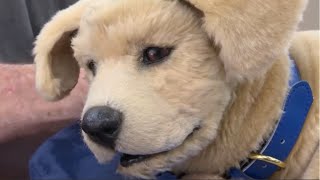 The Health Benefits Of Robot Therapy Dogs