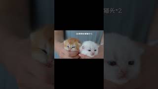 Welcome to Massage | Cat Petting ASMR | CatAlley #shorts