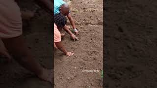 Gardening with @AdaezesSpace  debunking the Greenthumb myth #shortvideo