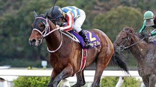 黒船賞　ダ1400m (右)　シャマル　牡6　57.0　川須栄彦　2024.3.26　　出走馬：ヘルシャフト、タイガーインディ、レディフォース、ヘリオス、モダスオペランディ、サンライズホーク他