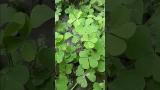 oxalis plant #science #sciencefacts #biology #botany #plants #gardening #facts