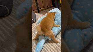 生後2ヶ月とは思えない子犬。　　 #豆柴 #赤ちゃん #puppy #子犬 #柴犬