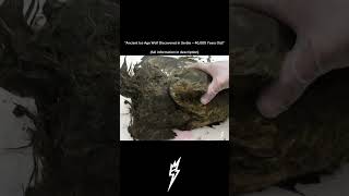 40000 years old ice age wolf! #archaeology #viralshort