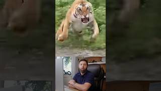 Tigers in India Don’t Mess Around