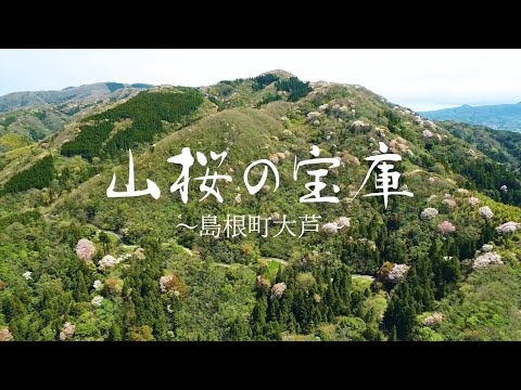 山桜の宝庫～島根町大芦～