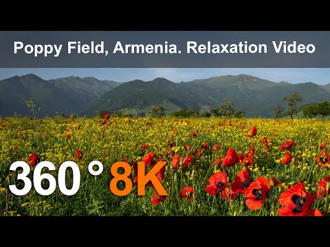 Poppy Field, Armenia. Relaxation video in 8K.