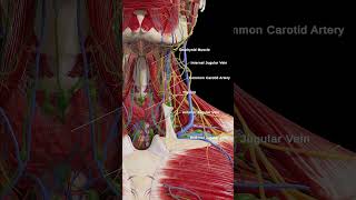 Beneath the Jaw: A Closer Look at the Neck Anatomy #3dmodel #anatomy #meded