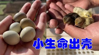 Masked Bird Brother｜The egg hatches the chick, and the shell comes out after 17 days