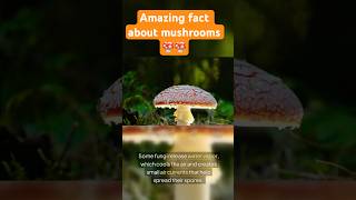 Mushrooms That Control the Wind!