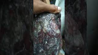 agate or red jasper