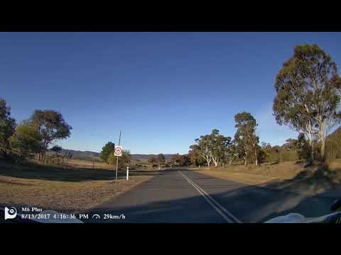 Kangaroos on road in Tidbinbilla Nature Reserve, ACT, Australia