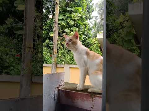 #cat#entertainment#song#