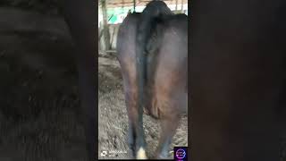 इतनी बड़ी गाय🥴😵#cowmilkinghand #cows #milkingmachinery #shortsyoutube #viralreels #cowbuffalo