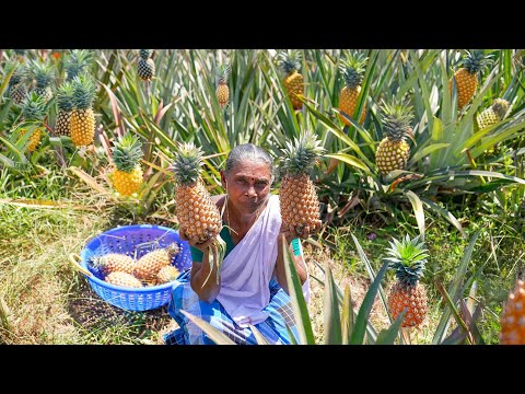 Farm Fresh Pineapple Harvesting - Let’s create some delicious treats