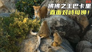 狒狒之王直面对峙母狮！超精彩动物纪录片！