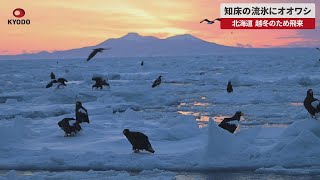 【速報】知床の流氷にオオワシ 北海道、越冬のため飛来
