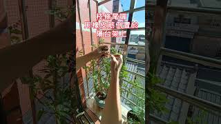 [九層塔 種子]九層塔 種子  九層塔 照護 .居家常備植物  自然生活-人文DIY篇😀😀