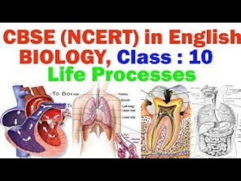 class 10 science ch 6 | life process science | ncert science ch 6 |part -1| cbse class10|#boardsarmy