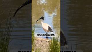 Bin Chicken - The Australian White Ibis Sounds! 🎶🦢