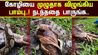 கோழியை முழுதாக விழுங்கிய பாம்பு! மறுபடியும் நடந்ததை பாருங்க 🐍🐔