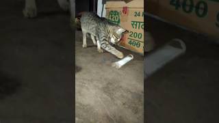 desi khilouna🤣🤣 🐾 #villagelife #catlife #desicat #viralvideo #shorts