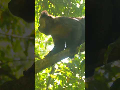 Monkey in Rio #brasil #nature #wildlife #travel