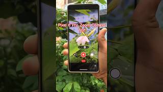Google Pixel 6 Pro Camera Test 🌸🌿 [ Pixel 6 Pro ] #youtubeshorts