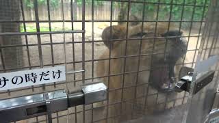 群馬サファリパーク　当時まだ女子小学生のふーちゃんと。 ライオン