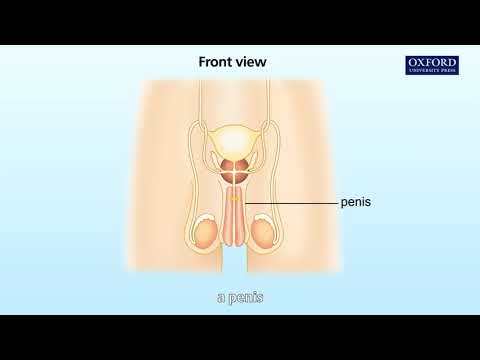 Animation 13.1 The male reproductive system