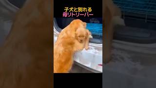 子犬と別れる母リトリーバー