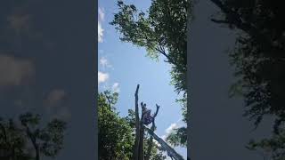 Huge tree removal #treework #chainsaw#stihl#arblife#hwg