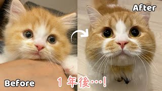【成長記録】マンチカンの子猫は1年でこんなにも変化します！