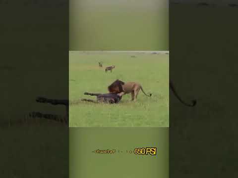 You Won't Believe How Powerful Is LION'S BITE!