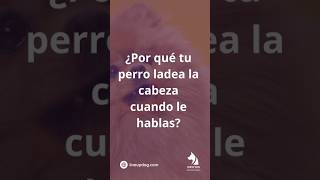 ¿Sabes por qué tu perro inclina la cabeza? 🐶✨