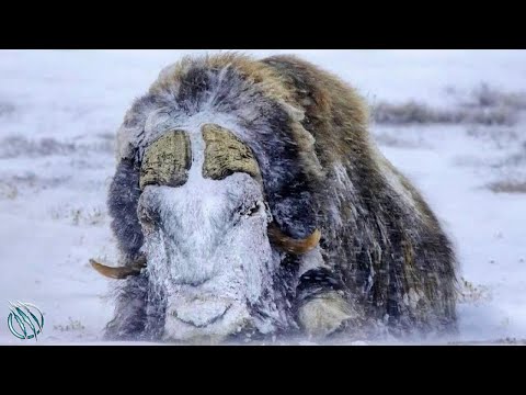 This Arctic Tank Fights Wolves, Snowstorms… and Wins