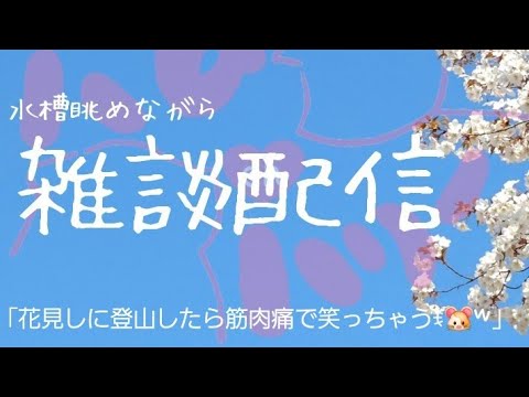 ハムハリー の 雑談 ライブ配信