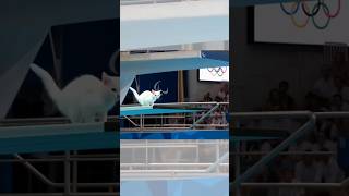 Cat Diving Olympics 🏅🐱 AI Funny Sports Short – @Hailuo AI