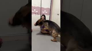 #不养狗不知道养狗的乐趣 #狗是人类最忠诚的朋友