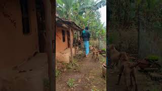 புது மண்வீட்டுக்கு போக போறோம்|| vacating to new mud house 🥰🌿 #youtubeshorts #trending #mudhouse