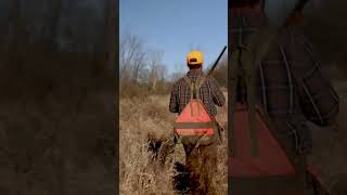 Pheasant Hunting with Yellow Lab