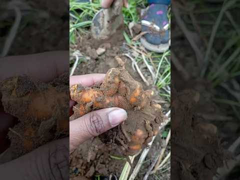 कच्ची हल्दी की हार्वेस्टिंग #gardening #plants #agriculture