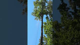 #treecuttingservice #tree #stihl #treeservice #chainsaw #arboristing