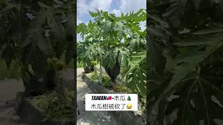 #台灣 #廢片 #廢片日常 #木瓜 #農田 #種植 #木瓜樹 #田園風景