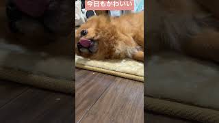 【近い】今日もかわいい #かわいい #大好き #どうぶつ #チワワ #かわいい犬 #ちわわ #チワワとの暮らし #ちわわ大好き #チワワ大好き #自由 #shorts #short