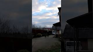 #shortvideo #джек #німецькавівчарка #прогулянка #dog обізяна, що ж сказати)
