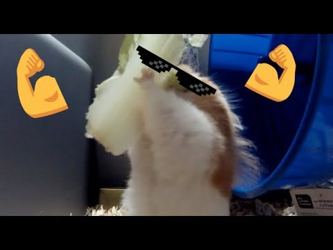 Hamster Eats Lettuce Fast! | Fluffy The Hamster