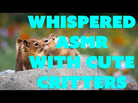 Mt. Rainier ASMR travel vlog. cute critters :))